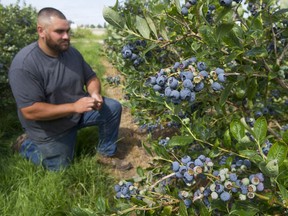 Blueberry farmer Wyatt Bates samples his crop of Duke-variety berries at his family's spread, Tecarte Farms, in Ladner on July 24. The berries are ready for harvest, as long as the labour is available to do so.