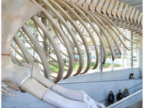 The Beaty Biodiversity Museum is home to Canada’s largest blue whale skeleton.