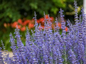 Russian Sage, such as this 'Denim 'n Lace' variety from Proven Winners, has fragrant foliage and is attractive to butterflies.