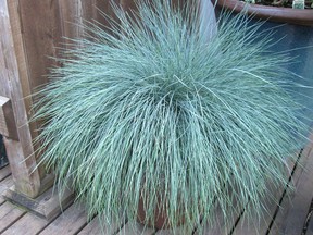 Ornamental grass known as Beyond Blue. Photo: Courtesy of Florissa.