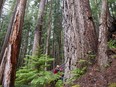 Jane Morden of Port Alberni stands beside one of the giant Douglas firs found in a remnant of ancient old-growth forest in the Cameron Valley, just 30 minutes' drive from the iconic Cathedral Grove Park, a major tourism draw.