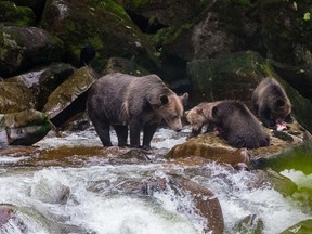 In Port Hardy, Sea Wolf Adventures takes travellers on grizzly bear viewing tours into the Great Bear Rainforest.