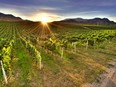 The sun rises over the historic Becker Vineyard, part of Phantom Creek Estates on the South Okanagan’s Black Sage Bench.