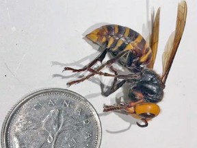 Asian giant hornets have noticeably large orange heads and black eyes. Worker hornets are approximately 3.5 cm in length and queens can be up to 4-5 cm in length with a wingspan of 4-7 cm