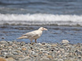 A white raven has been spotted around Qualicum Beach this summer.