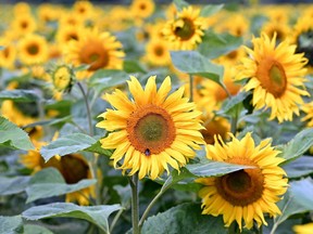 Spend a day with the flowers at Mann Farms Sunflower Festival.