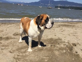 Bernadette the St. Bernard at the dog beach beside the Vancouver Maritime Museum in Kitsilano.