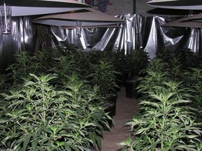 An illegal grow-op in an undated file photo.