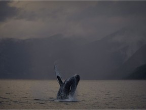 A humpback whale is seen just outside of Hartley Bay along the Great Bear Rainforest, B.C. on Sept. 17, 2013. The head veterinarian at the Ocean Wise Marine Mammal Centre and the Vancouver Aquarium says if animals are unable to forage with gear restricting either the mouth or impairing ability to dive and swim, then they will starve to death.