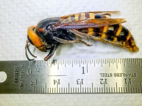 An Asian giant hornet, dubbed the "murder hornet", which was trapped in Birch Bay, Washington on July 14 by Washington State Department of Agriculture (WSDA) researchers, is seen in Olympia, Washington, U.S. July 29, 2020.