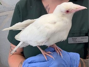 The recently rescued rare, albino crow.