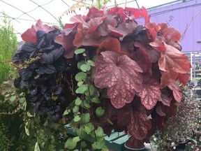 Let foliage take centre stage this fall. Bold coloured heuchera, dark-leafed ajuga and wire vine make quite a statement.