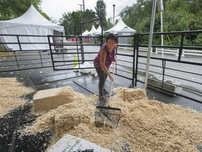 Cheryl Chevalier, manager of agriculture at the PNE, spreads wood shavings in anticipation of bison and water buffalo. The PNE opens this weekend to drive-thru attractions.
