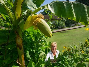 Monika Hilson, a volunteer with the Stanley Park Lawn Bowling Club, last fall left about a metre of the banana plant trunk and wrapped it with burlap for protection from the cold.
