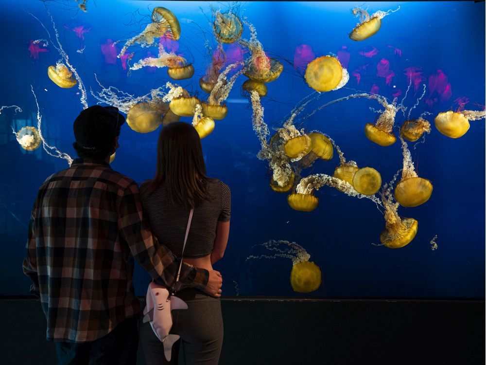 Vancouver Aquarium To Close Temporarily 209 Staff To Lose Jobs   Png0831 Public Accounts 15 