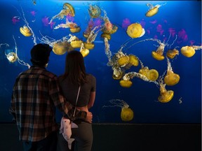 The Vancouver Aquarium is temporarily closing to focus on transformation.