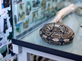 A ball python found under a car in Victoria more than a month after it went missing has escaped again.