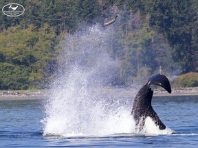A Bigg's killer whale can be seen tossing a seal in the air in a photo taken near Sidney Island on Sunday, Aug. 16, 2020.