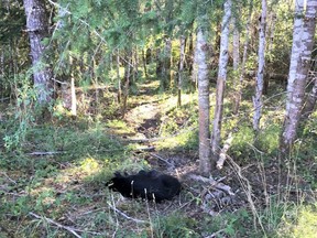 Conservation officers rescued a bear cub after its leg became wedged in a tree near Port Alberni. Officers tranquilized the cub, freed its leg and made sure it was not injured - all while keep its mother away.