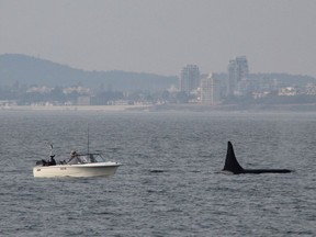 Recreational boaters are far more likely to violate distance requirements meant to protect southern resident killer whales.