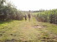 Taves Family Farms Applebarn is open for fall farm fun amid the COVID-19 pandemic.