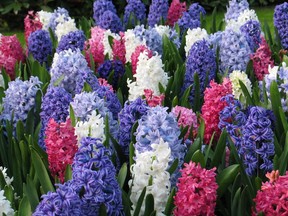 Hyacinths provide a real colour punch to early spring gardens. Photo: Florissa/Van Noort Bulb Co.