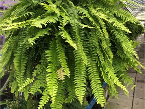 Lush Boston Ferns, that have graced shady gardens all summer, should make their way indoors now. Photo: Minter Country Garden.