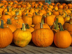 Rows of pumpkins are stocked for the upcoming Halloween season.