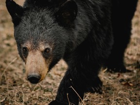 A Whistler woman has been fined $60,000 for feeding black bears from her home in 2018.