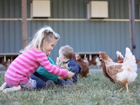 Family-owned Misty Mountain Farm in Agassiz is home to some 4,000 hens.