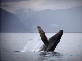 CP-Web. A humpback whale is seen just outside of Hartley Bay along the Great Bear Rainforest, B.C. on September 17, 2013.