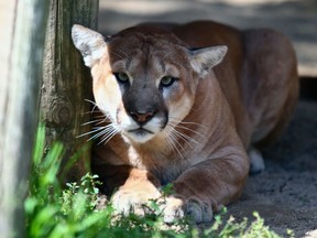 Jethro, a cougar that lived at the Saskatoon Forestry Farm Park & Zoo since 2009, died overnight between April 4 and 5, 2020 of heart disease, according to zoo staff.