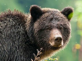 A grizzly bear in an undated file photo. A large male bear was feeding on fallen fruit from backyard trees in Squamish, and although it wasn’t aggressive it also showed no anxiety about nearby humans.