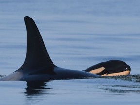 J35 with her new calf, which is male.