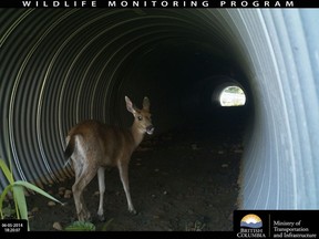 ‘Smile, you’re on candid camera’: A deer looks back towards the camera while entering a wildlife crossing along the Okanagan Connector. The ministry of transportation counted more than 3,700 mule deer using wildlife crossings between Kelowna and Aspen Grove between April and October of 2019.