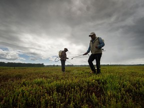 Migrant workers spray on a Barnston Island farm in Surrey.