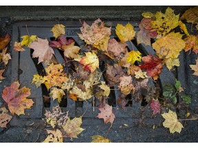Leaves cover up a storm drain in Vancouver, BC, October, 16, 2017.
