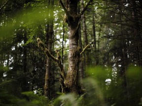 A Red Alder tree is seen at Francis/King Regional Park in Saanich, B.C., Thursday, May 26, 2016. The British Columbia government says it's taking a new and more all-encompassing approach to protecting the province's old-growth forests.THE CANADIAN PRESS/Chad Hipolito