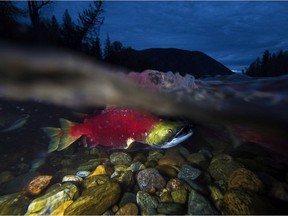 Spawning sockeye salmon make their way up the Adams River in Roderick Haig-Brown Provincial Park near Chase, B.C. Monday, Oct. 13, 2014.
