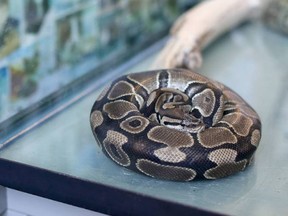 BRF - A missing 1.5-metre ball python which had escaped its owner's backpack in Saanich last month has been found dead.