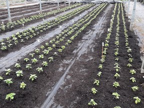 Growing sweet basil organically in an Abbotsford glasshouse.