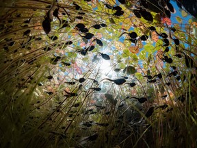 When tadpoles aren’t swimming or sleeping, they’re eating. An underwater scene from Maxwel Hohn’s Tadpoles: The Big Little Migration.