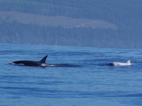 A rare white orca photographed by Paul Pudwell of Sooke Coastal Explorations off Sooke on Sunday.