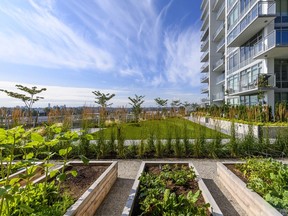 Roof top vegetable gardens and greenspace at the Brewery District in New Westminster, a master-planned, mixed-use development on the former Labatt Brewery site at East Columbia Street and Brunette Avenue.
