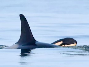 Tahlequah, the southern resident killer whale who pushed her dead calf through the waters off B.C.’s Gulf Islands for more than two weeks during the summer of 2018, has once again given birth.