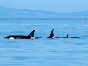 Mother J35, centre, surfaces with her 10-year-old son J47 along with her day-old baby J57 off the San Juan Islands in Washington state Saturday, Sept. 5, 2020. J35, nicknamed Tahlequah, is the mother orca who made international headlines when she carried her newborn dead calf for 17 days and over 1,600 kilometres in 2018, bringing the plight of the southern resident killer whales to the attention of the world.
