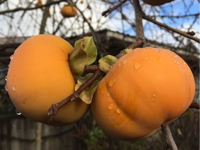 It's a treat to harvest fresh fruit, like persimmons, in the fall.