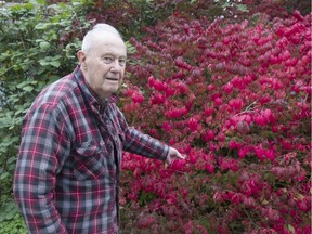 Agrologist Les Clay with a euonymus plant on his Langley property on Oct. 28. This is one of dozens of trees that will be moved to an arboretum.