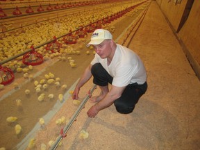 Andrew Pozsar says he was unable to fulfil his dream of starting a chicken farm on land in Maple Ridge because of neighbourhood protests. He is seen here at a friend's farm in Chilliwack.