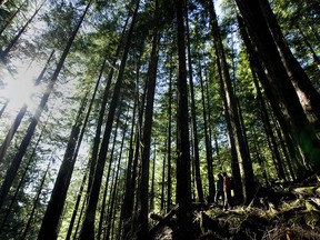 FILE PHOTO of a stand of old growth forest in B.C.